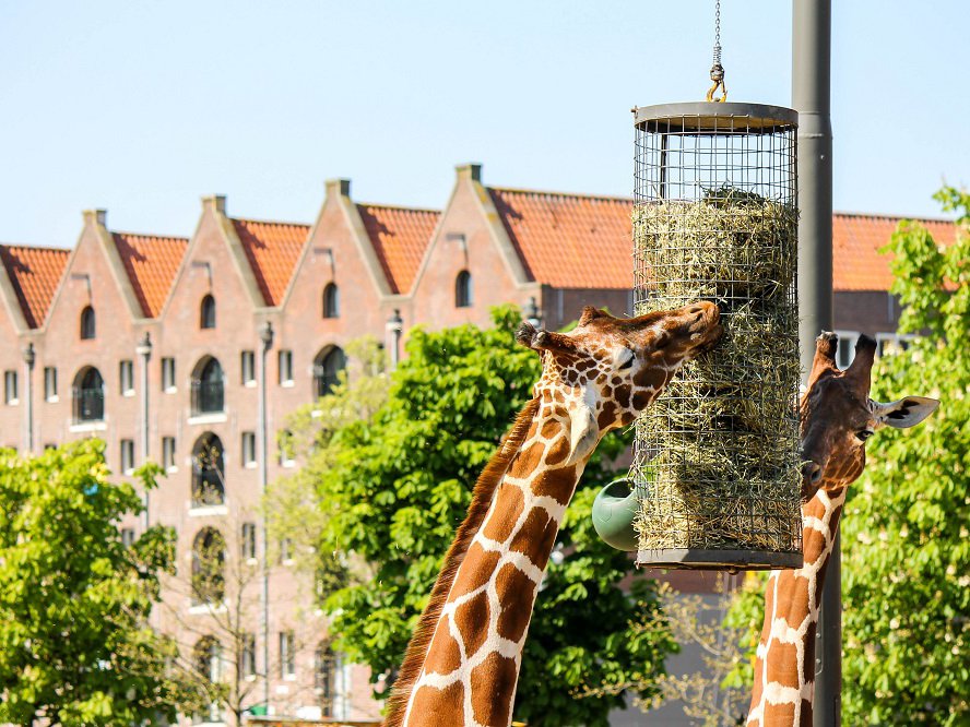 ARTIS-Amsterdam-image-1.jpg