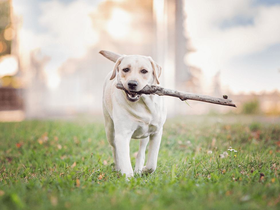 Hond-arrangement-hotel-i.2e16d0ba.original.fill-1280x960 (1).png