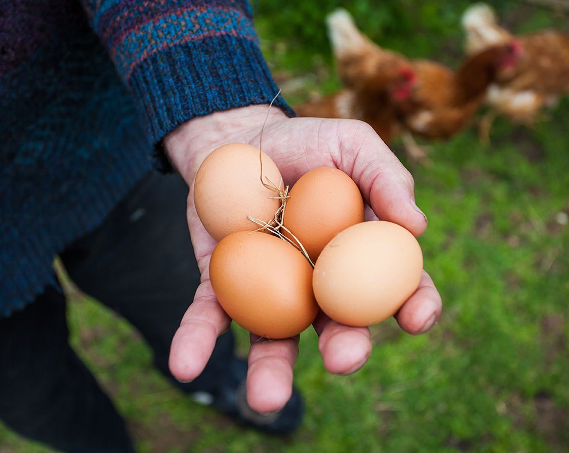 Free range eggs